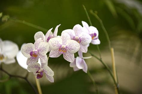 房間可以放蘭花嗎|蘭花可以放室內嗎？蘭花種植指南：讓蘭花室內也能茁。